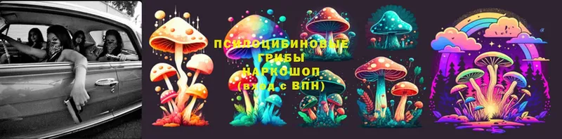 Галлюциногенные грибы Psilocybine cubensis  закладки  Кировск 